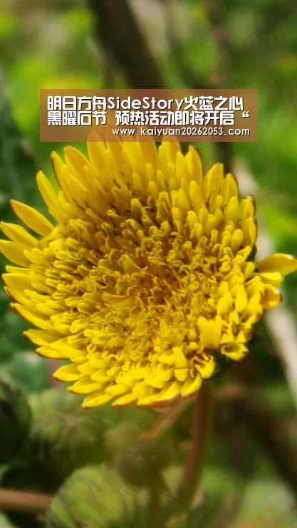 明日方舟SideStory火蓝之心黑曜石节 预热活动即将开启“开元APP”(图2) 开元体育